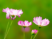 コスモス